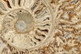 Choffaticeras (Daisy Flower) Ammonite Half - Madagascar #199240-1